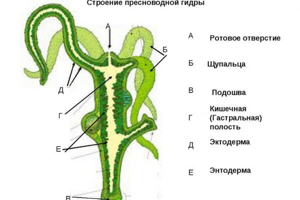 Телеграм бошки